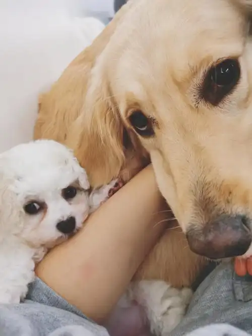 金毛和比熊一起养真是太快乐了