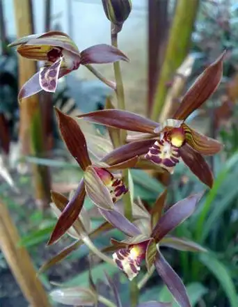 中国兰花品种介绍及花卉图片大全4