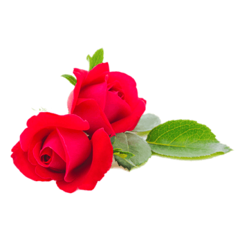 红色玫瑰花免抠元素图片_元素素材3707165_万素网