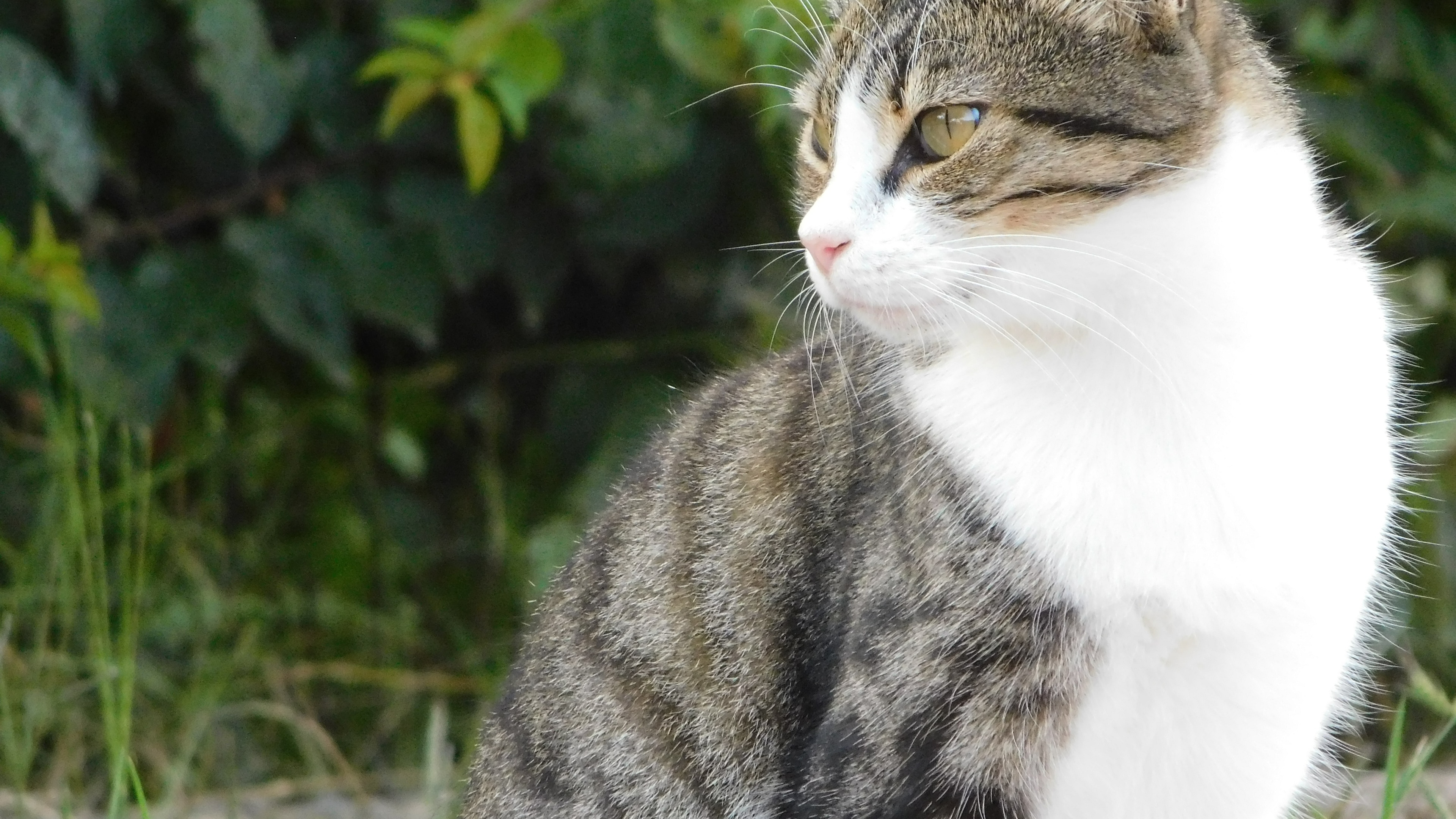 下载高清原图安装元气桌面,海量壁纸一键设置尺寸:3840x2160体积:2.