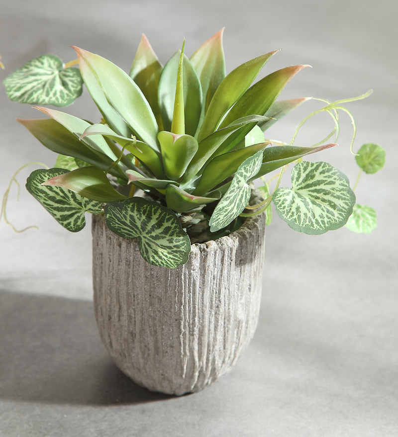 鲜花花卉盆栽室内多肉植物发财树巴西木兰花陶瓷花盆