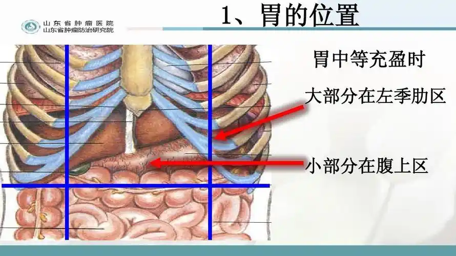 医药卫生 临床医学 胃大部切除术的围手术期的护理ppt 1,胃的位置 胃
