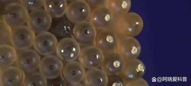 蚊子是从水里繁殖出生的.他们一生中有3/4的时期生活在水里.