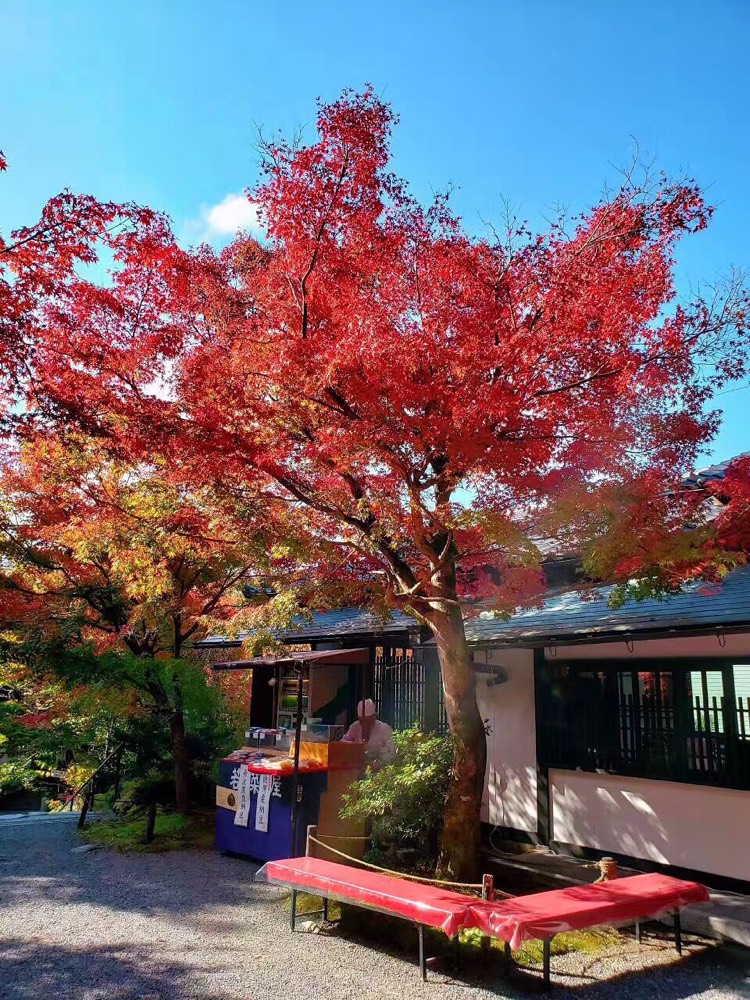 抛开历史,日本真的是个适合旅行的国家,一年去了6次分享一些美景