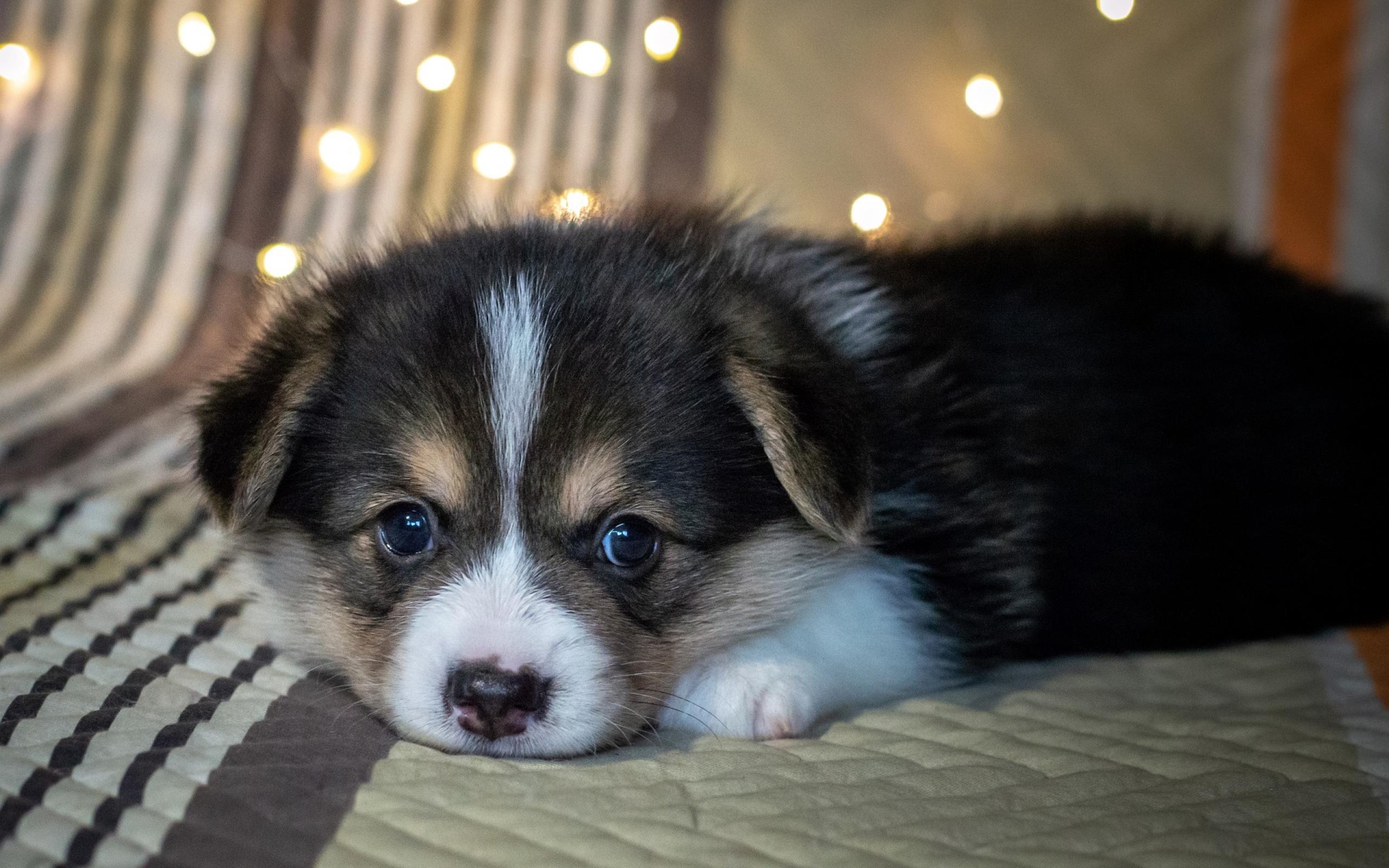 首页 桌面壁纸 呆萌可爱狗狗图片高清电脑壁纸上一张下一张查看原图