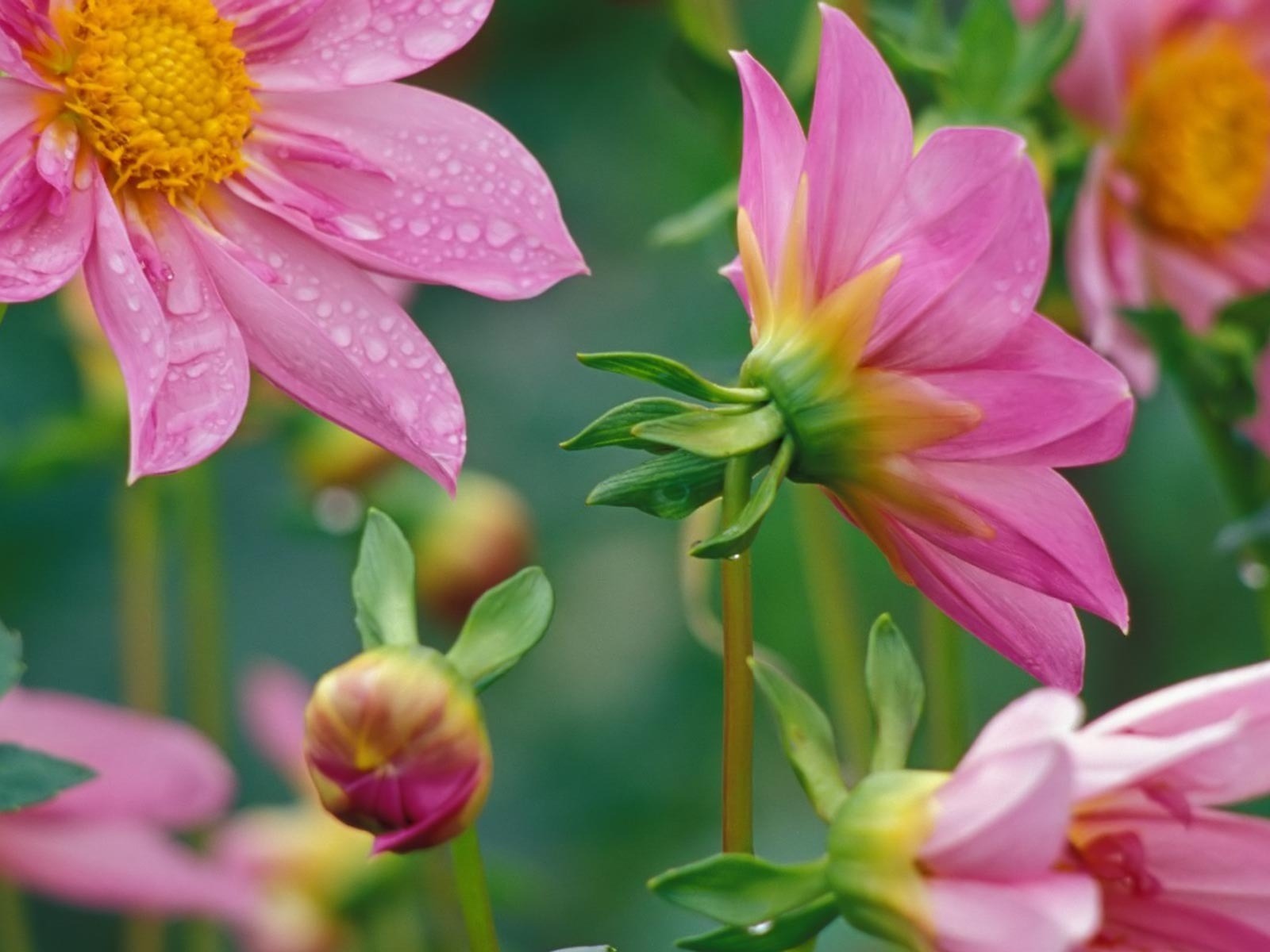 10wallpaper 植物 壁纸 植物摄影微距桌面高清壁纸 >>壁纸下载