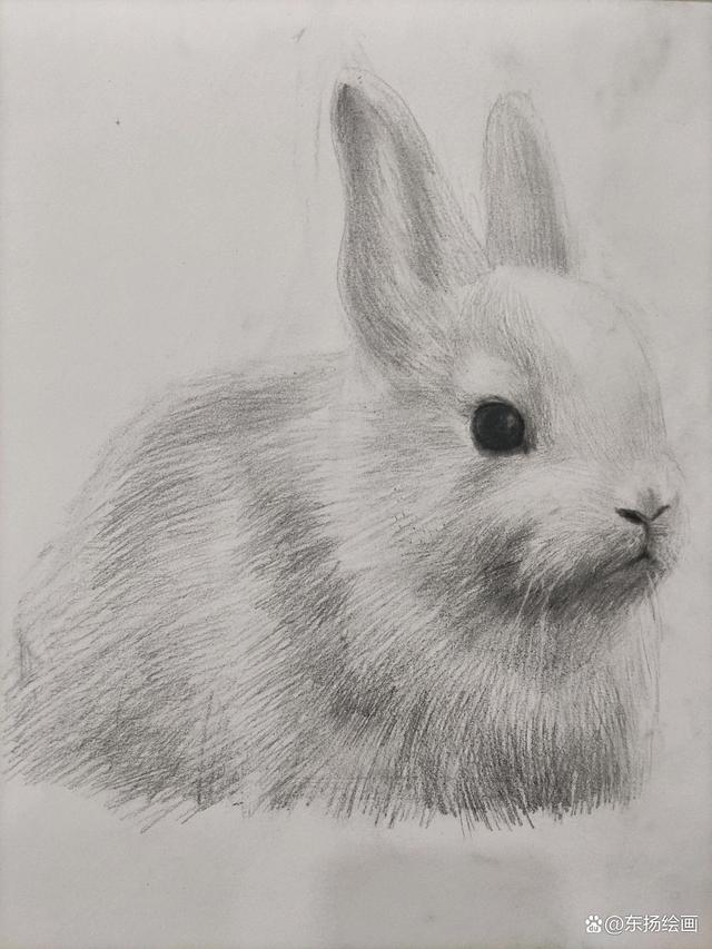 可爱兔子素描教程,柔软的毛发原来这么画,简单又好看