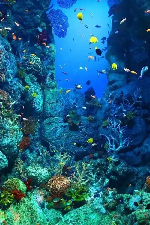 海底世界图片(海底世界图片简笔画 彩色)-生活常识-江湖救急网