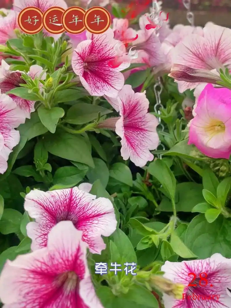 牵牛花的花语和寓意