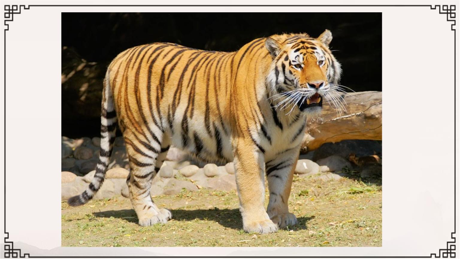 二年级下册美术第三课小老虎湘美版 (13).pptx