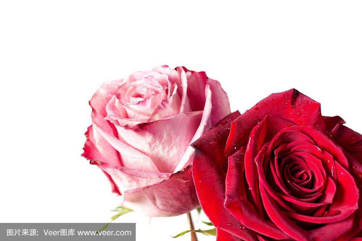 特写的两朵玫瑰,孤立在白色