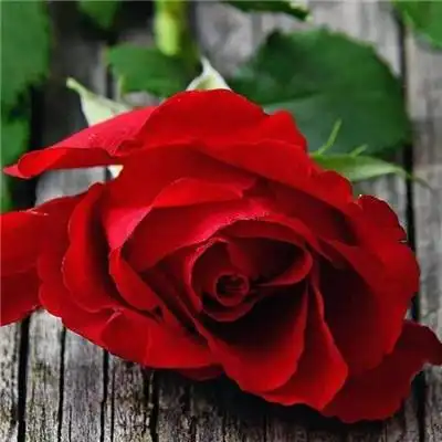 好看的玫瑰花头像图片