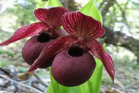 世界10大罕见的花天山雪莲和鬼兰均上榜3