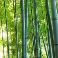 淡雅的竹林头像 绿色清新竹林头像大图_微信头像图片大全