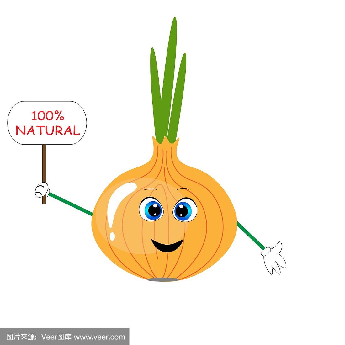 洋葱,生物学,自然,素食,绘画插图