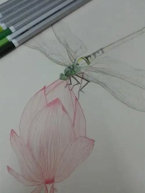 小荷才露尖尖角早有蜻蜓立上头