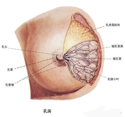 乳房生理结构