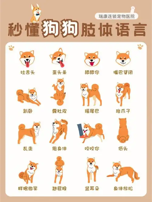 秒懂狗狗肢体语言养狗必看