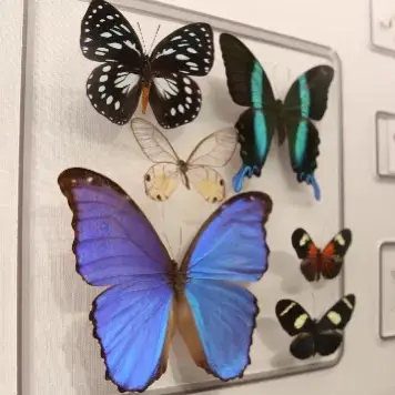 一个个漂亮的蝴蝶标本是怎么制作成的呢专业的老师带着孩子们亲手制作