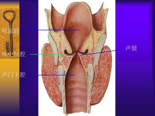 第二次人体解剖学实物标本考试复习答案ppt