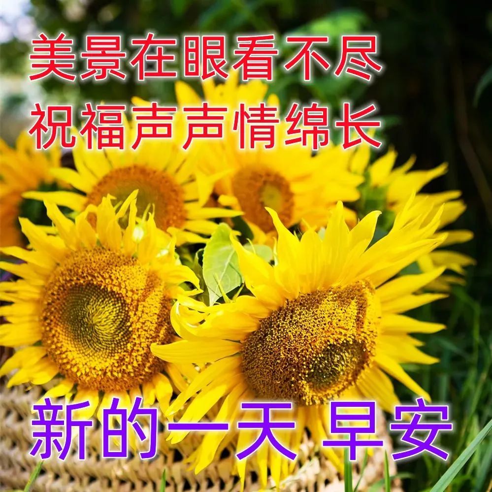 早上好祝福唯美图片带字,微信清晨早上好表情图片