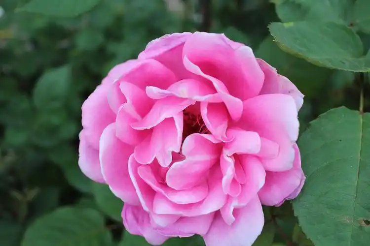 粉色的月季花图片花卉鲜花花朵月季花月季月月红