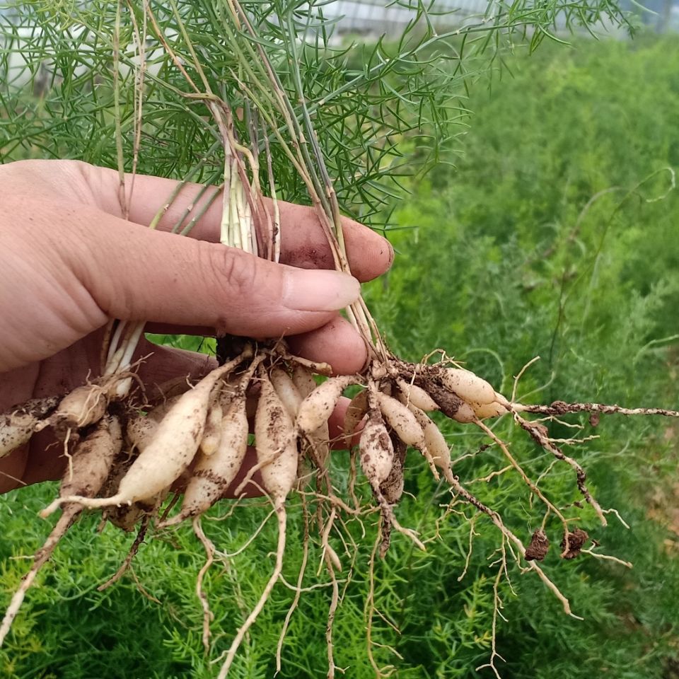 天冬苗 天门冬苗 大天冬苗 训化种苗基地直供高产好管理
