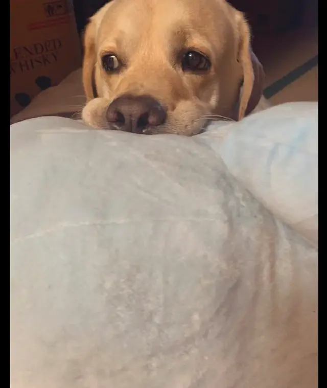 狗狗叼着玩具,可怜兮兮求主人陪它玩,眼神还闪躲:没空也没关系