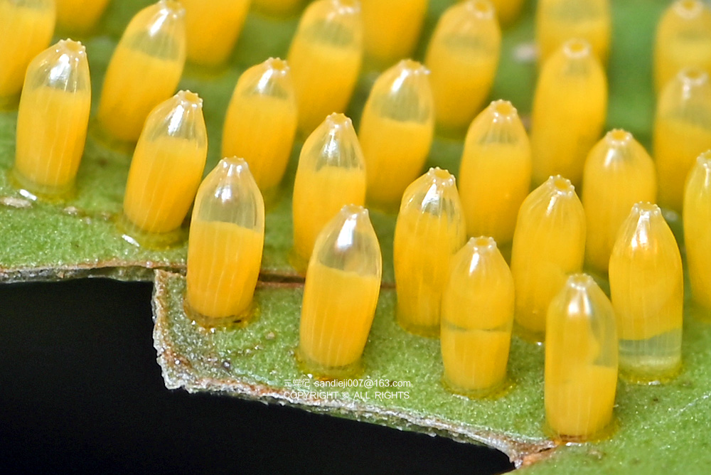 不同蝴蝶的卵,产卵方式各异,卵的形状与颜色各异;不同种类的蝴蝶幼虫