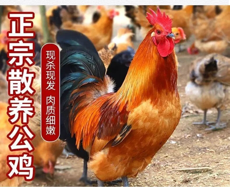 二年老公鸡山东大公鸡农村散养鸡新鲜笨公鸡老公鸡土公鸡 新鲜商超