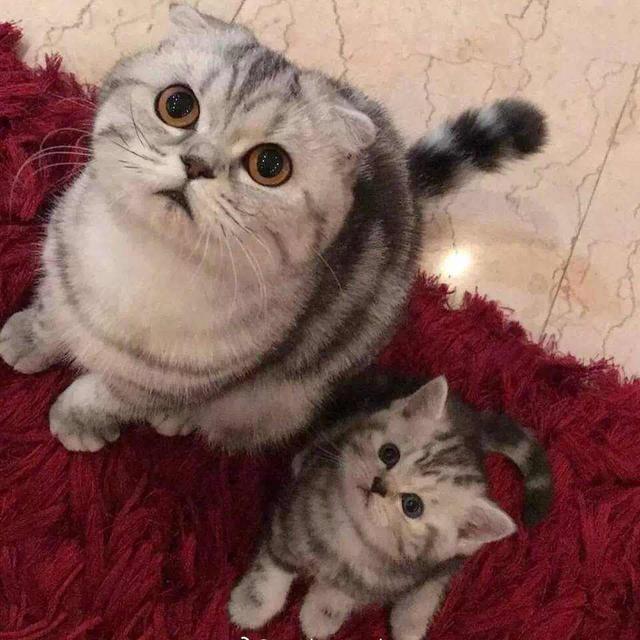 "美短猫"vs"英短猫",你会更喜欢哪种呢?