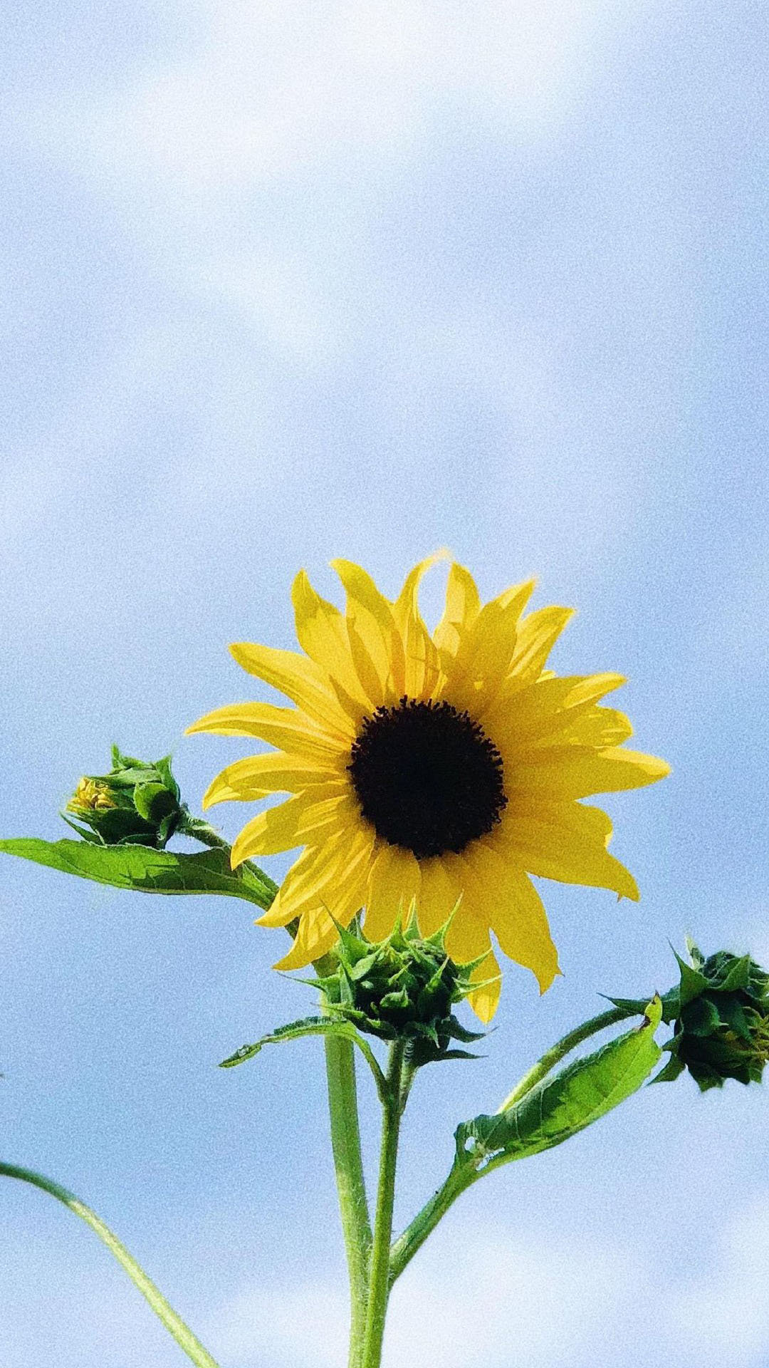 向日葵清新唯美高清手机壁纸