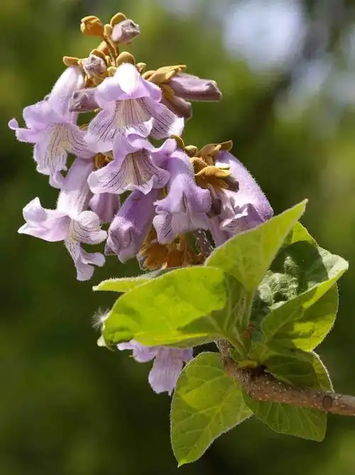 《顺口溜·梧桐花》