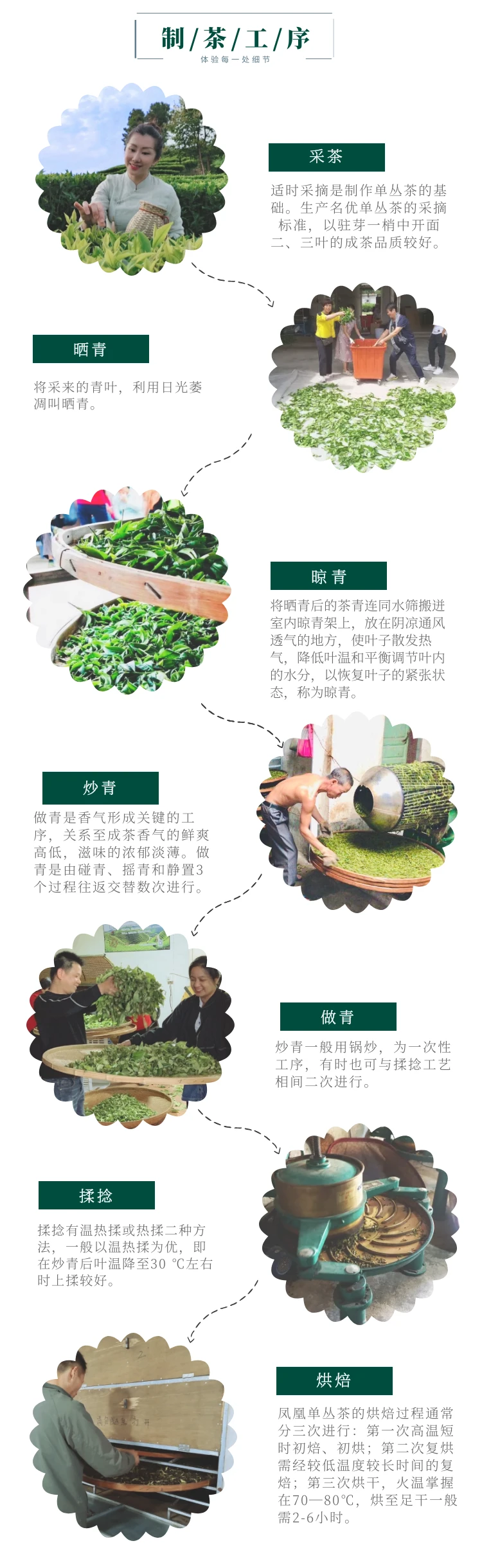 秋冬种草潮州凤凰山单丛茶旅一日游制茶工艺体验化身