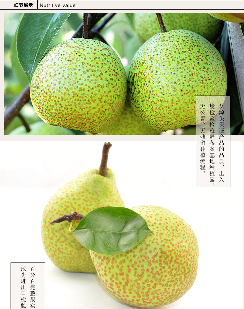 莱阳特产批发正宗莱阳梨 产地直供 速冻新鲜水果蔬菜 - 水果批发交易