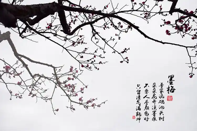 优质 编辑:周舟 时间:2021-06-22 14:59:41  来源:互联网墨梅图题诗