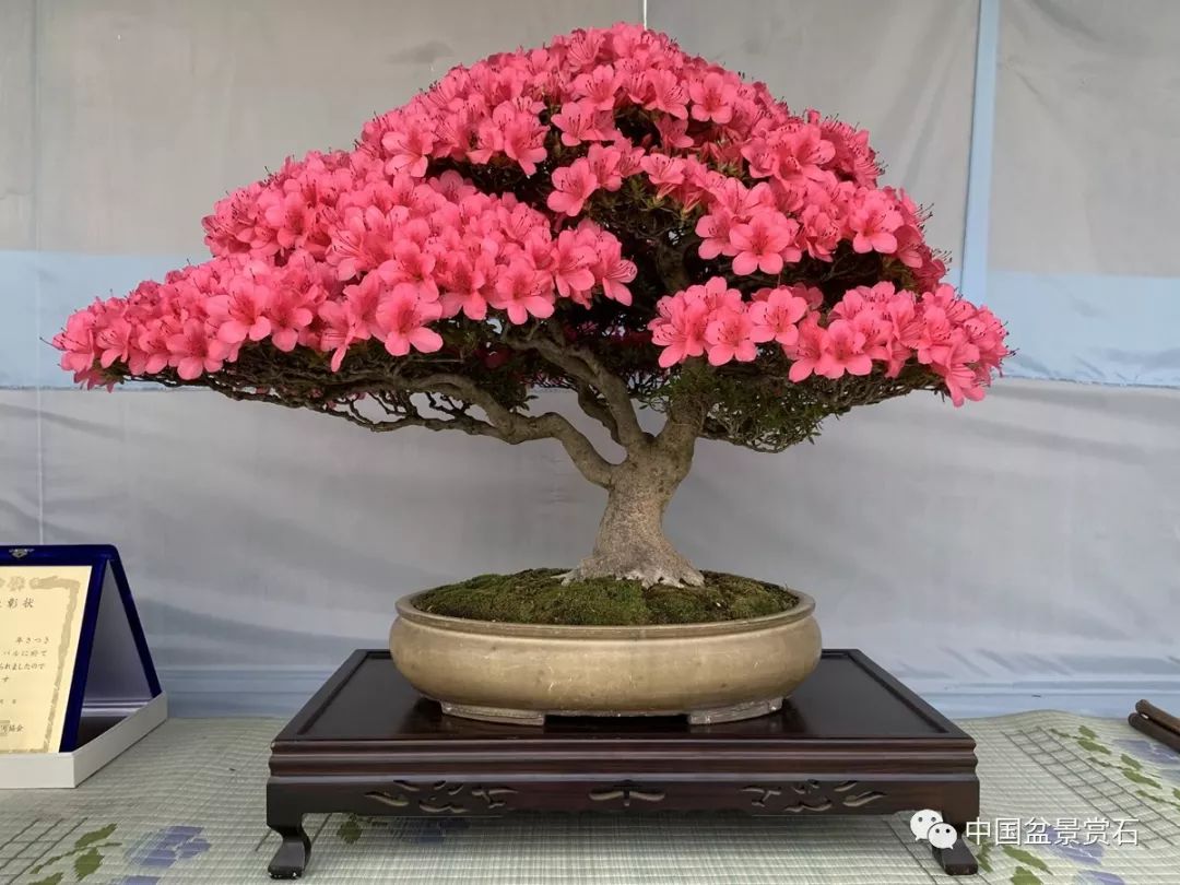 日本皋月杜鹃盆景展第二弹!