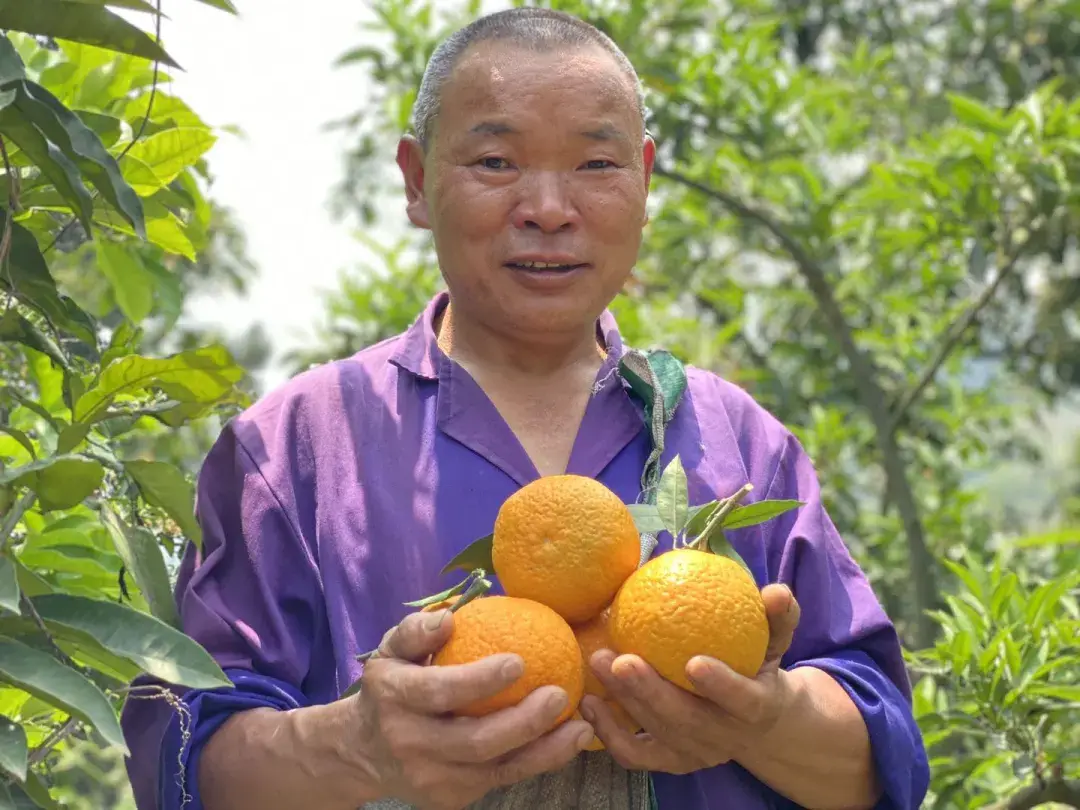 果农精心管理,漫长的生长周期让丑皇后果冻橙积累了足够的糖分和果香