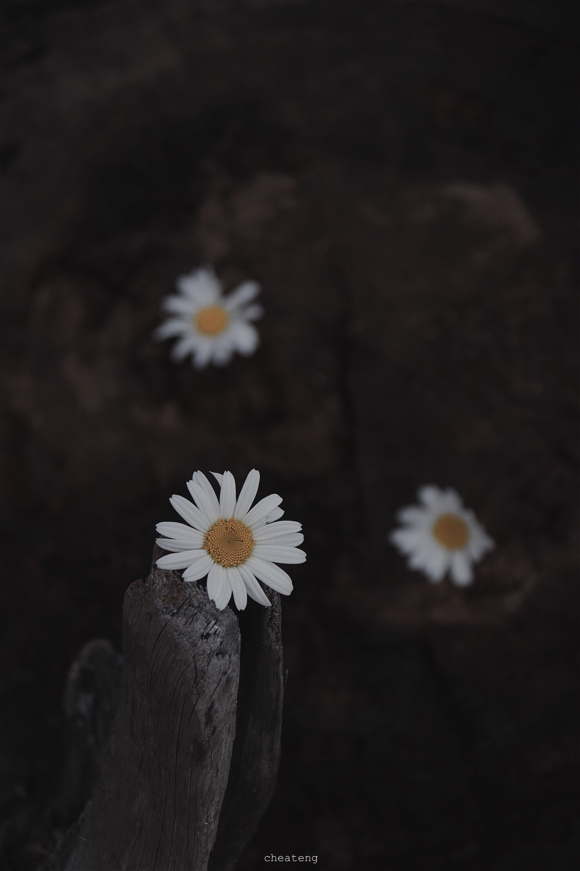 是你最爱的小雏菊呀摄影@车阿疼_高清图集_新浪网