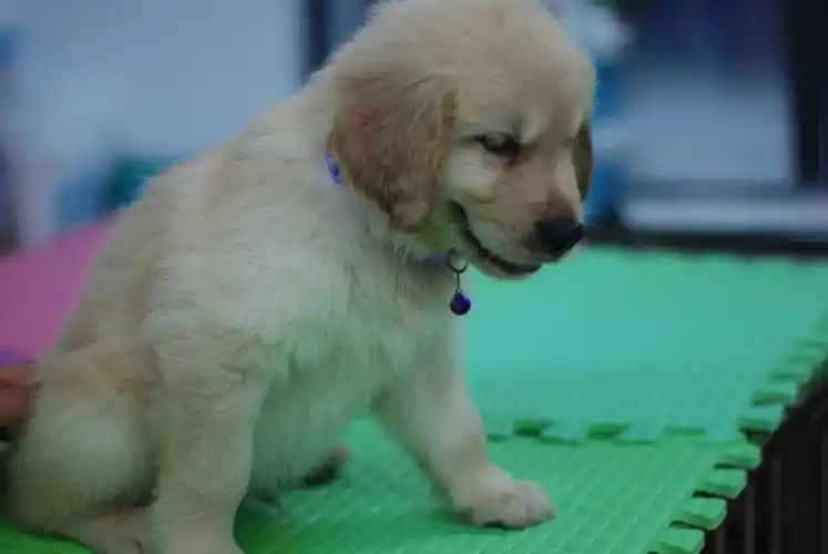 一窝13只家养金毛出售