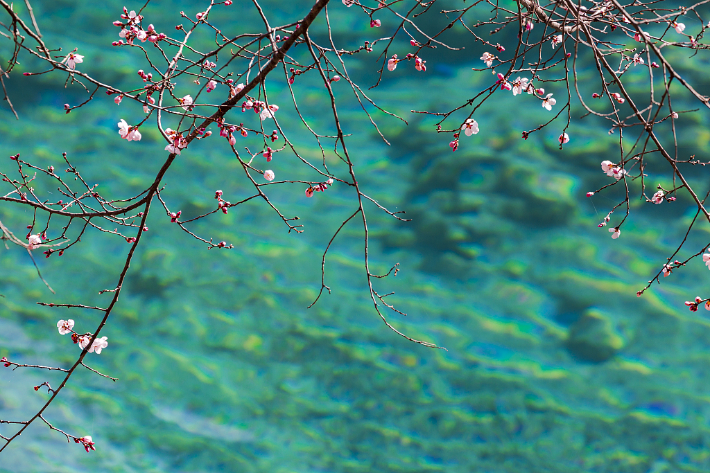 2021年3月3日,四川省阿坝州九寨沟县,三月的九寨沟,碧水之上朵朵桃花