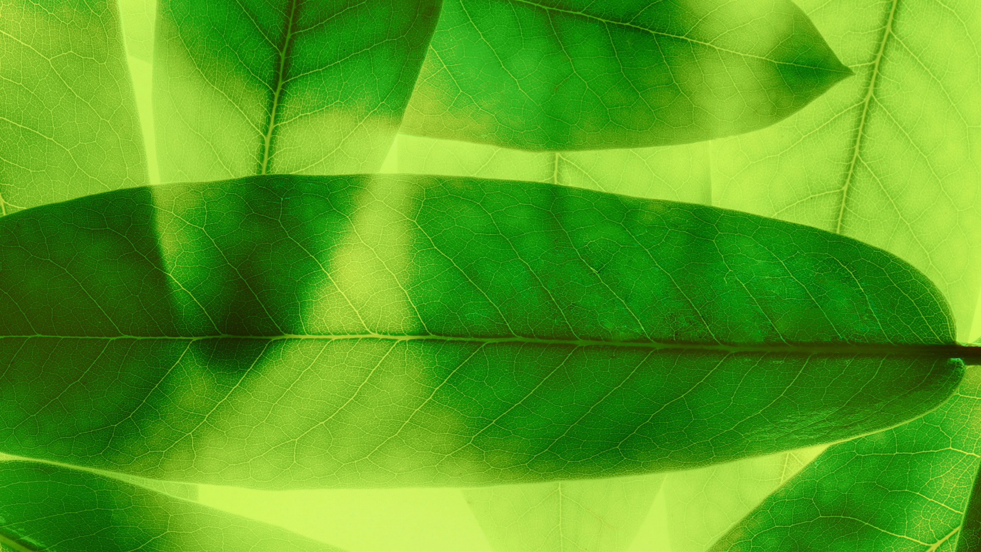 华为p10 plus绿色大片叶子微距护眼壁纸