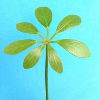 平凡朴素的微信头像【点击鼠标右键下载】