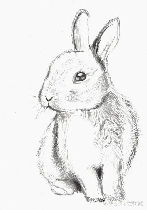 素描动物简单素描小动物简单画法