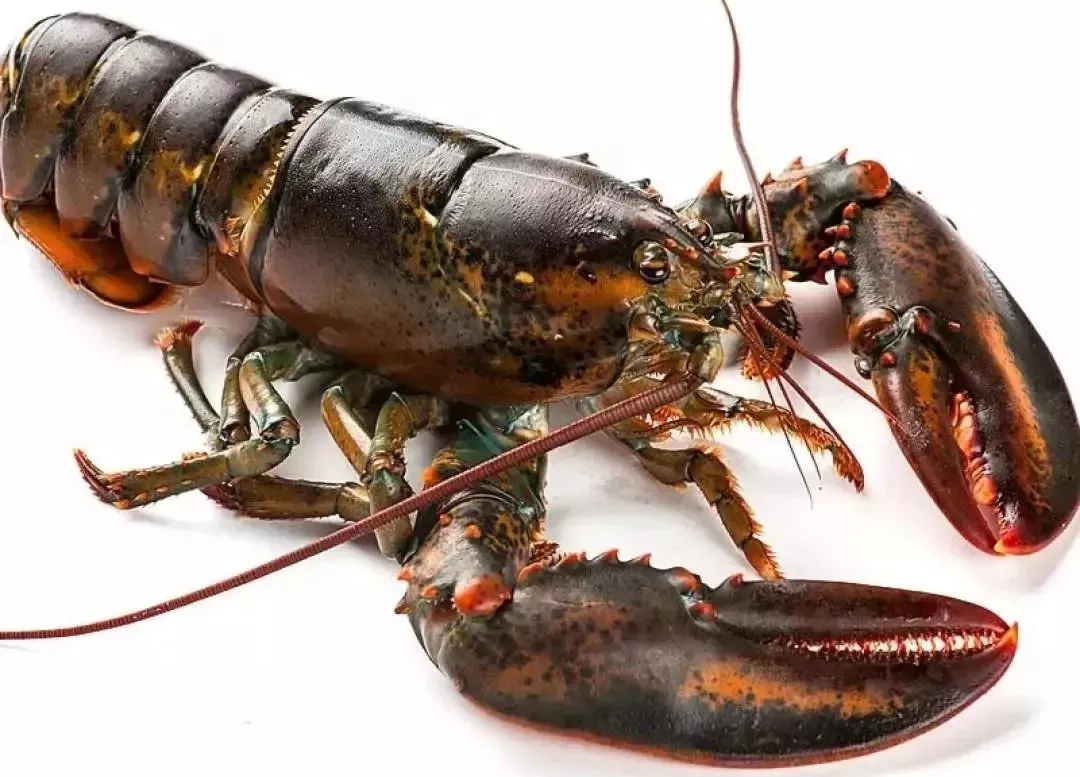 虾的种类千千万,下面这些渔民都未必能区分清!