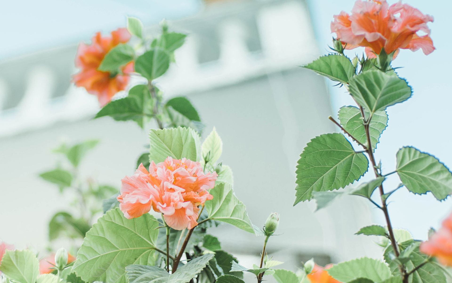 首页 桌面壁纸 植物壁纸 小清新绿色花卉植物高清唯美图片壁纸