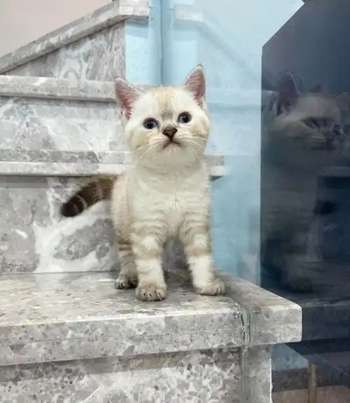 喜欢特别喜欢唯一的不二选择,美短凯米尔色登场[强]