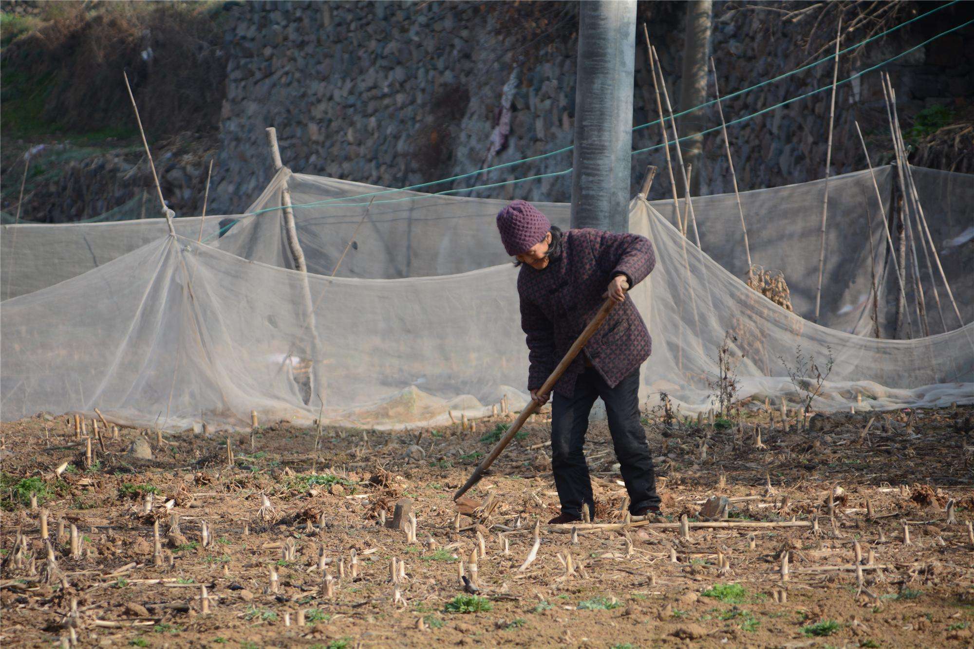 农村一些老人上了年纪还在干活,是子女不孝还是养老金太少?