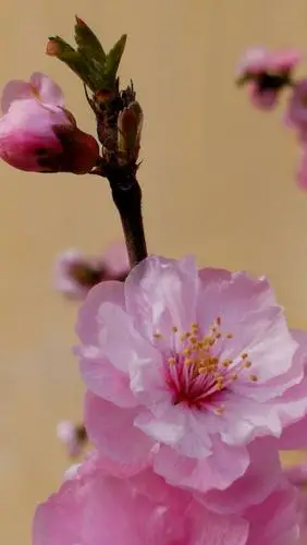 雨露滋润大地,美丽带给人间,大自然的馈赠一一春天的花