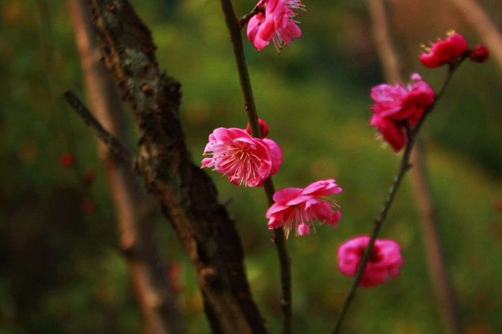 寻美鹤峰小寒时节红梅初开